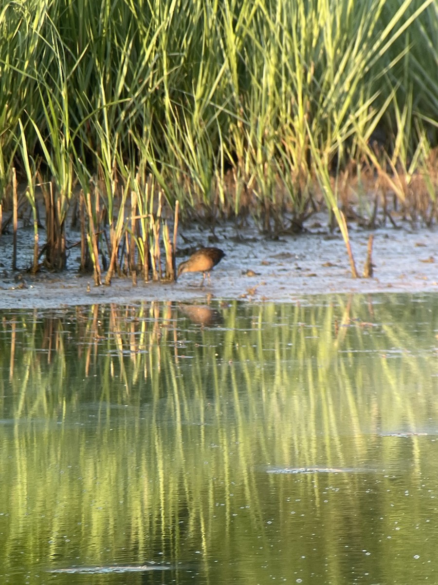 Virginia Rail - ML620339996