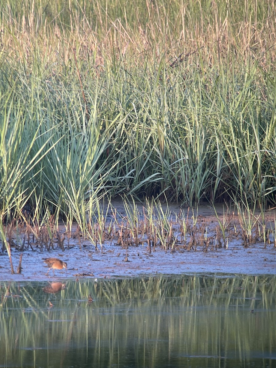 Virginia Rail - ML620339997