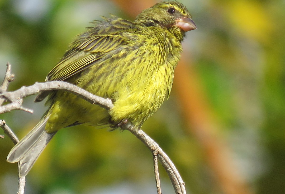Forest Canary - ML620340025