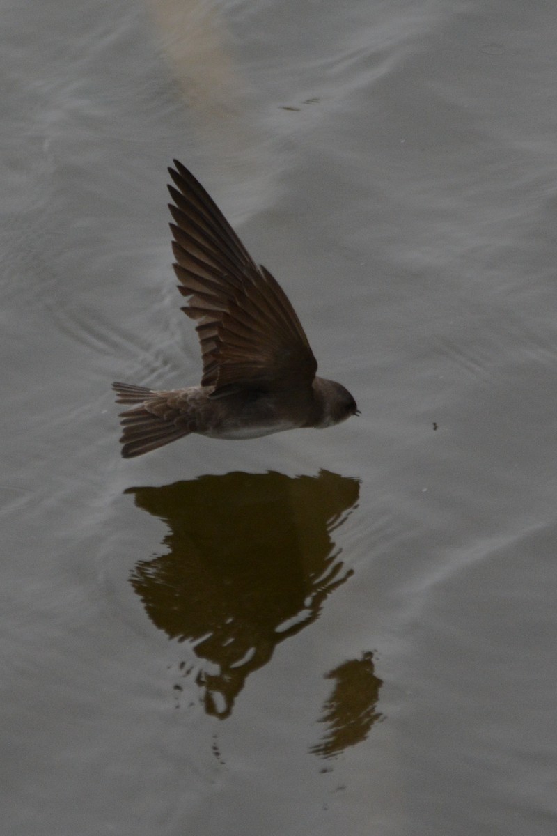 Bank Swallow - ML620340027