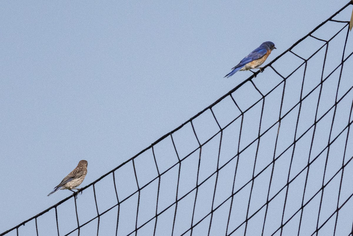 Eastern Bluebird - ML620340051