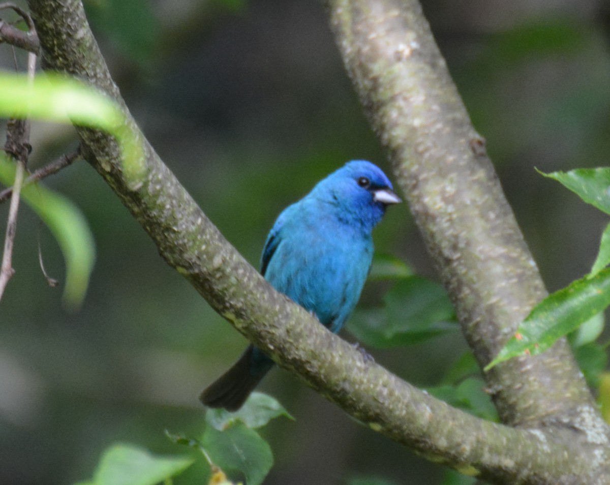 Indigo Bunting - ML620340058