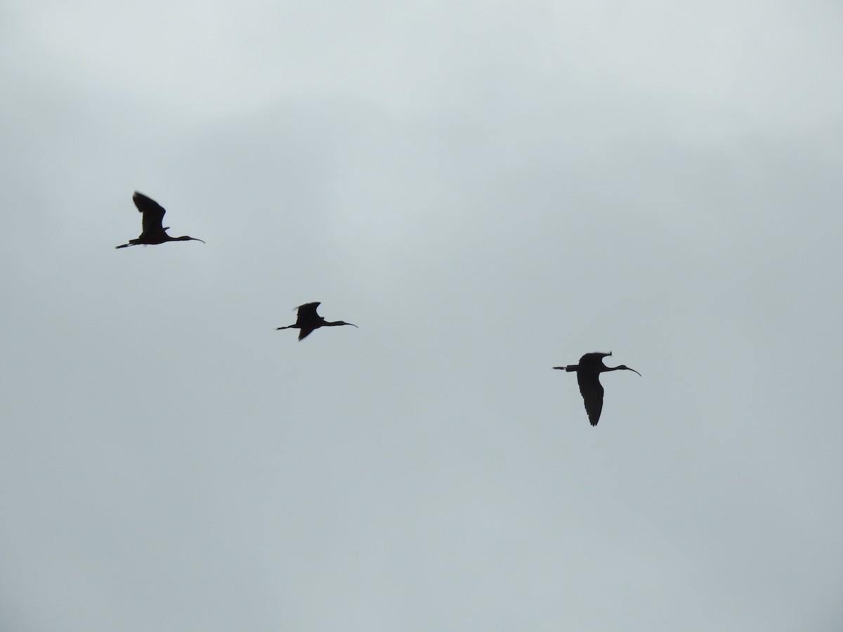 ibis hnědý - ML620340082