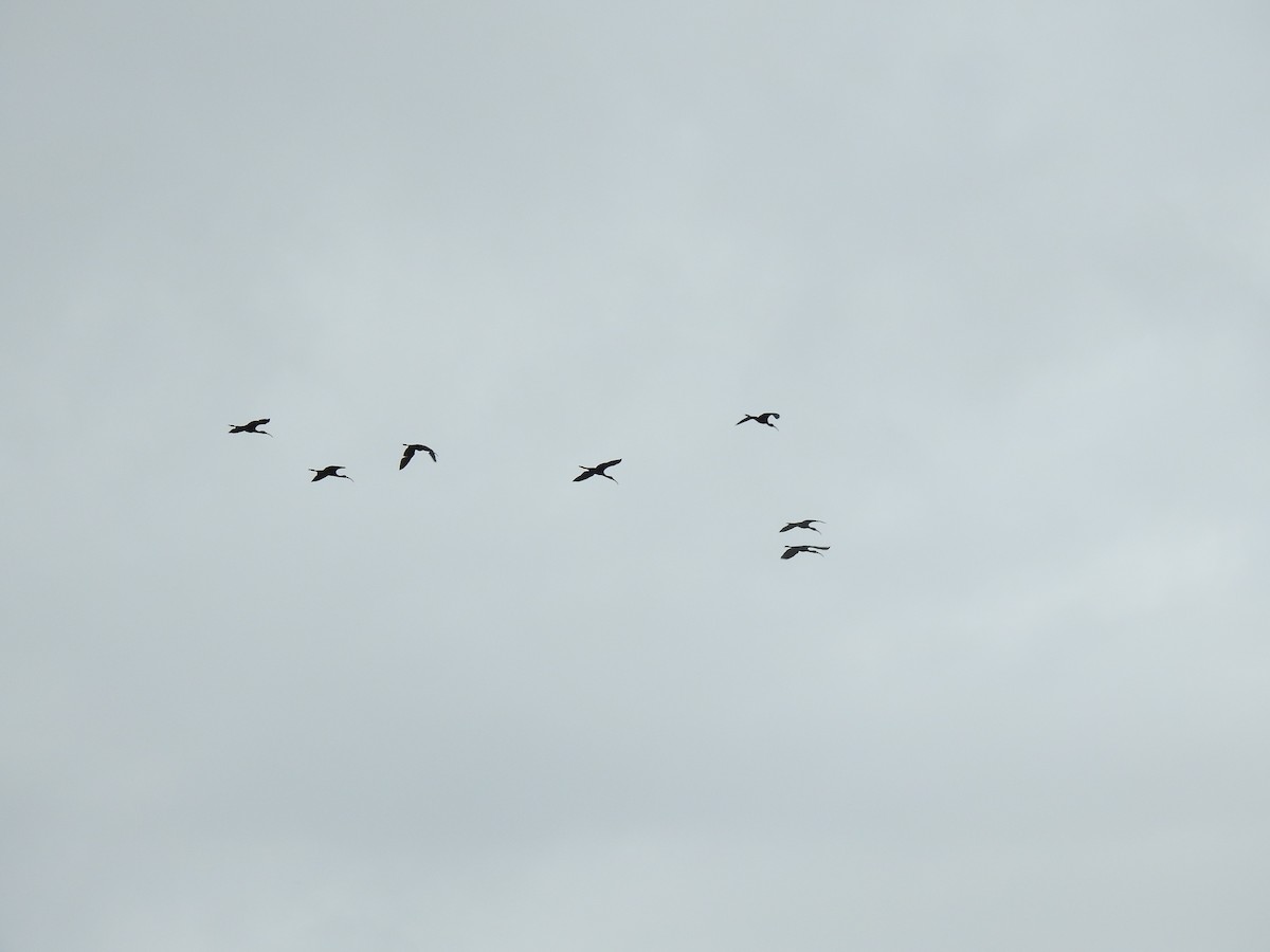 Glossy Ibis - ML620340089