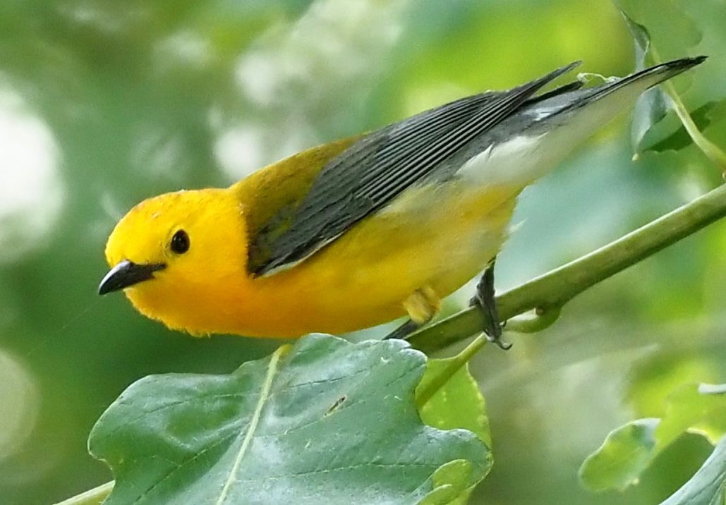 Prothonotary Warbler - ML620340092