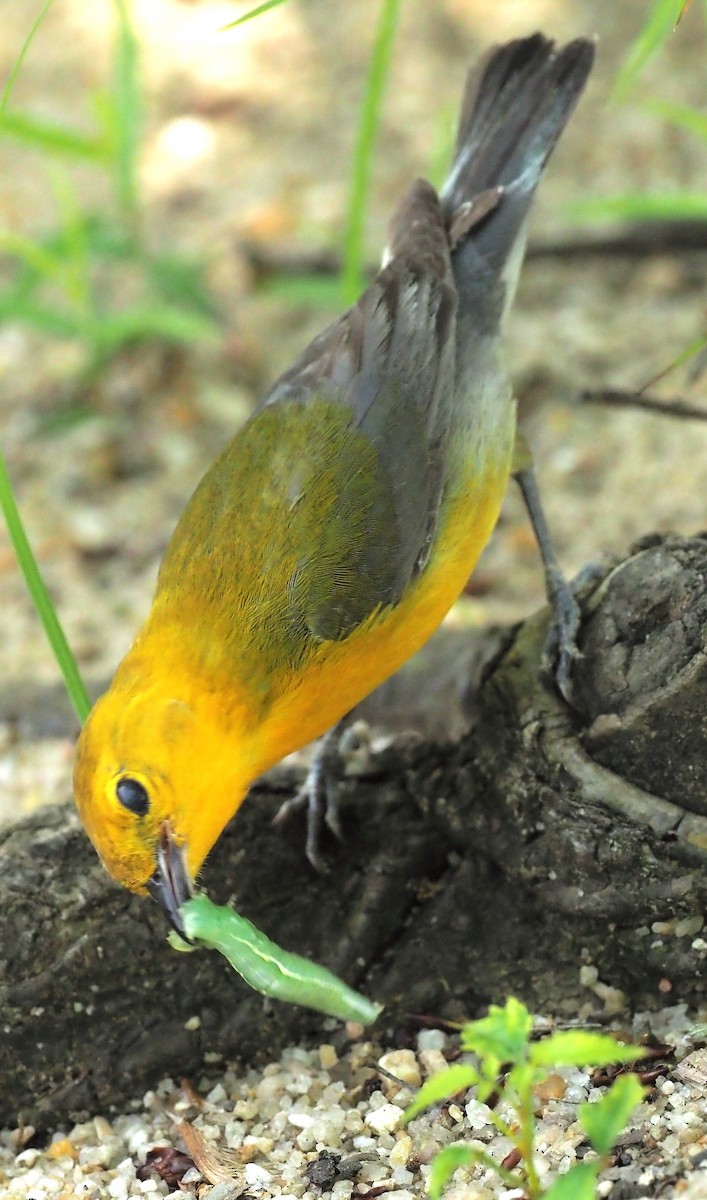Prothonotary Warbler - ML620340093