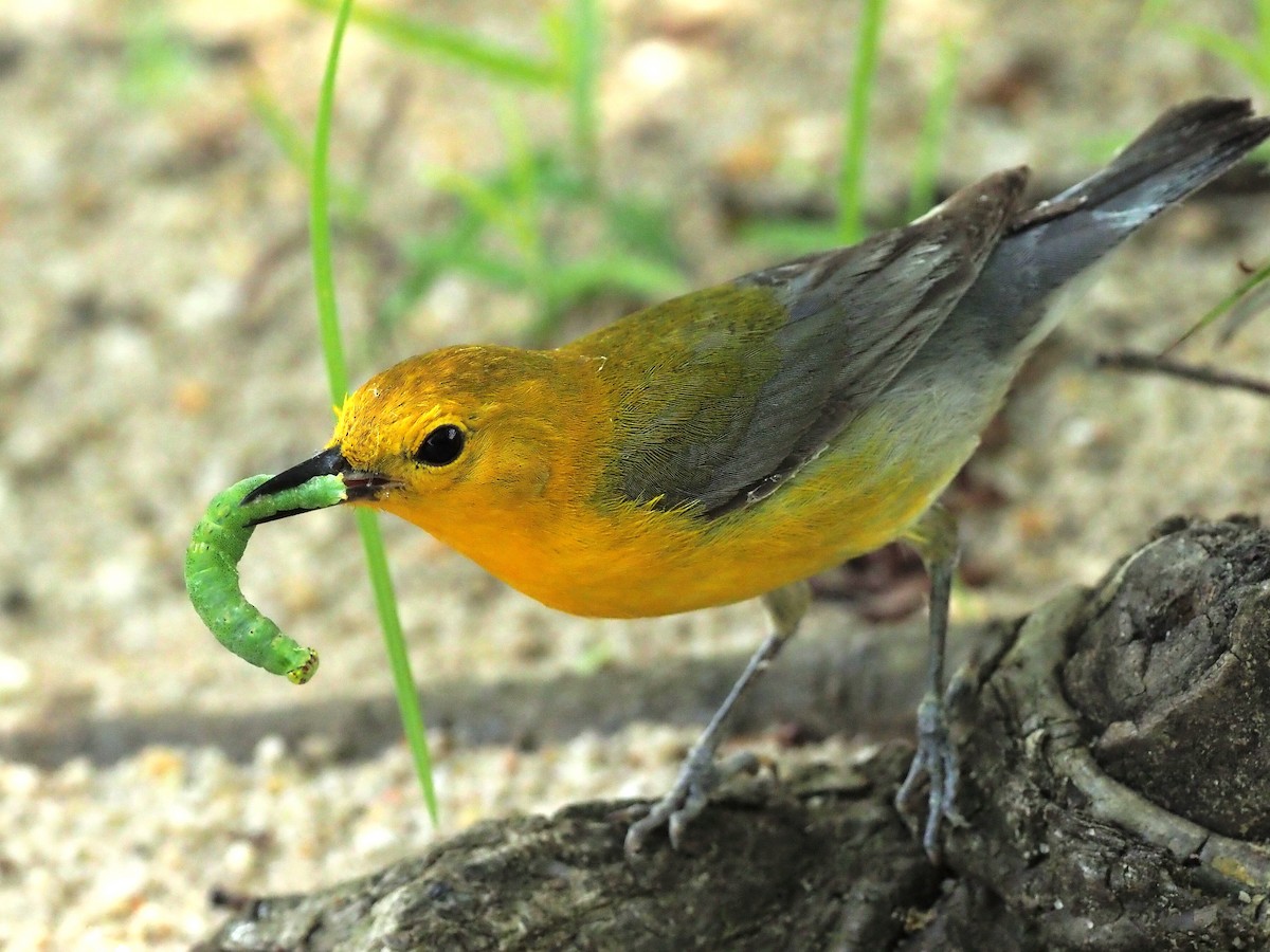 Prothonotary Warbler - ML620340094