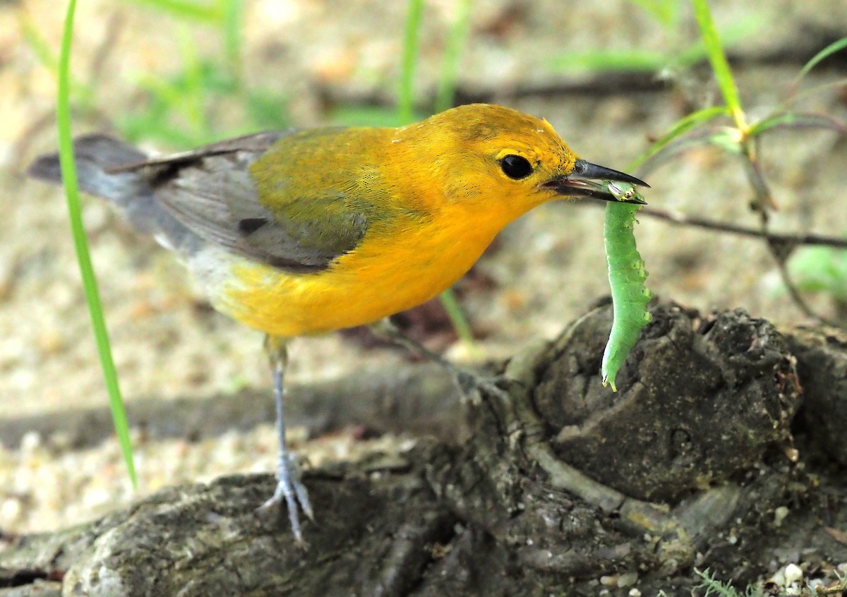 Prothonotary Warbler - ML620340095