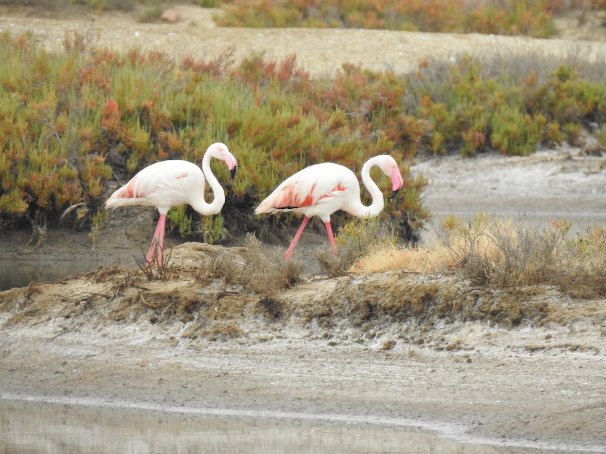 Greater Flamingo - ML620340099