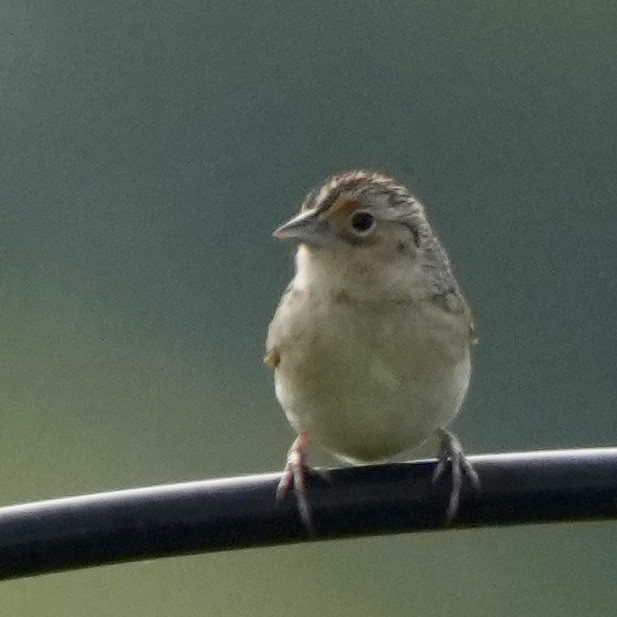 Grasshopper Sparrow - ML620340101