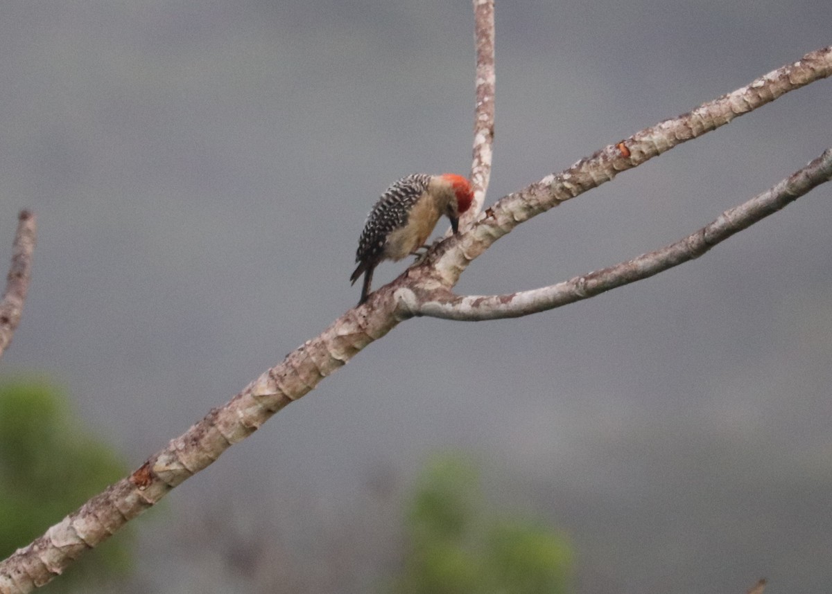Red-crowned Woodpecker - ML620340102