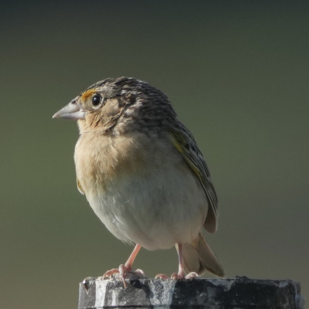 Grasshopper Sparrow - ML620340103