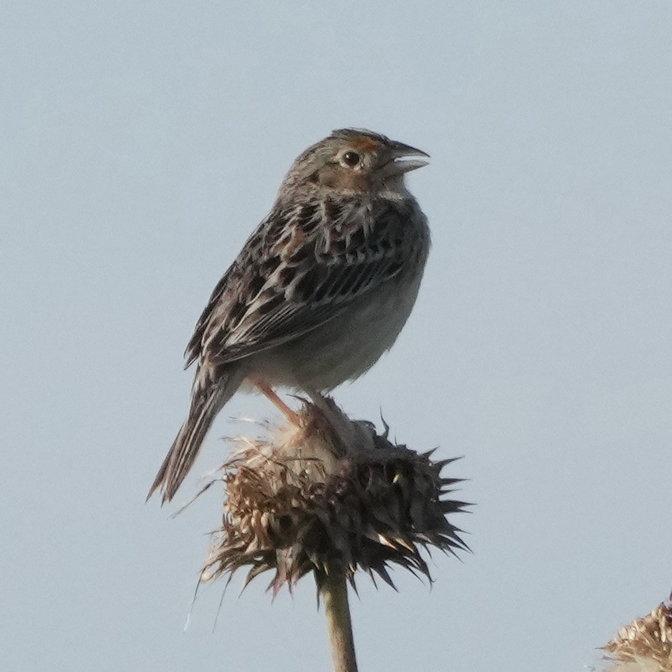 Grasshopper Sparrow - ML620340107