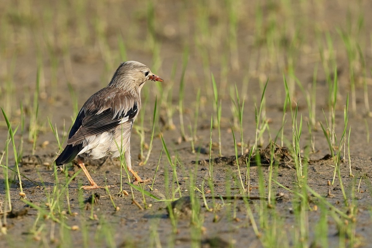 Red-billed Starling - ML620340116