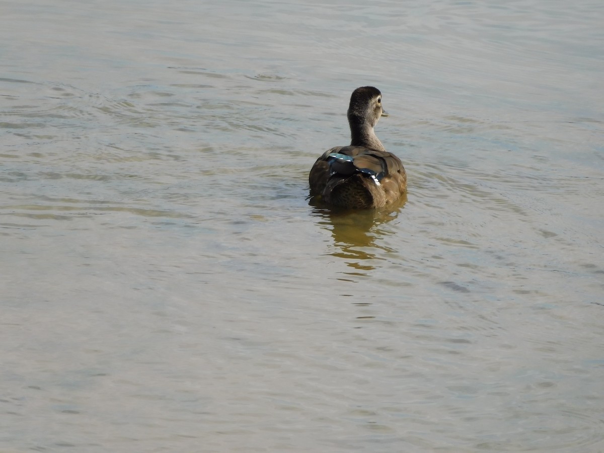 Wood Duck - ML620340127