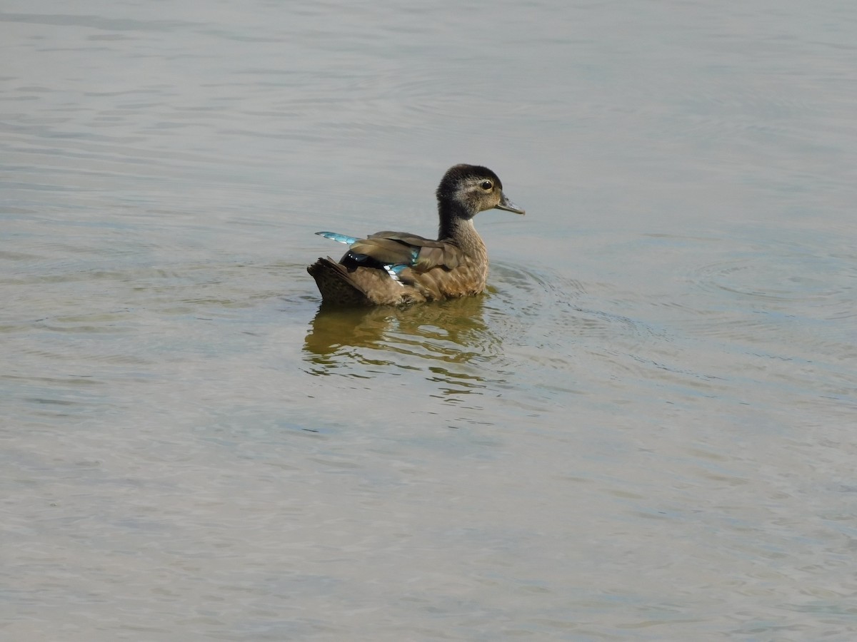 Wood Duck - ML620340128