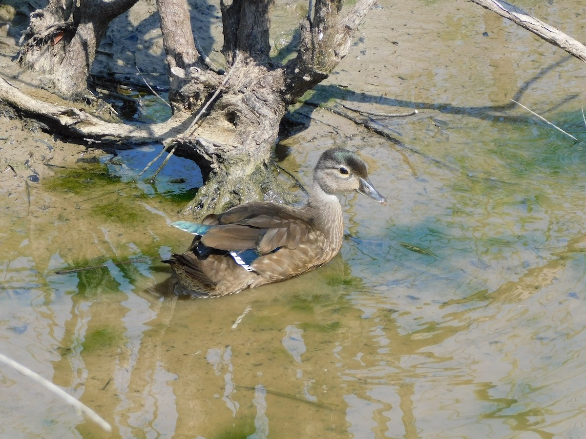 Wood Duck - ML620340129