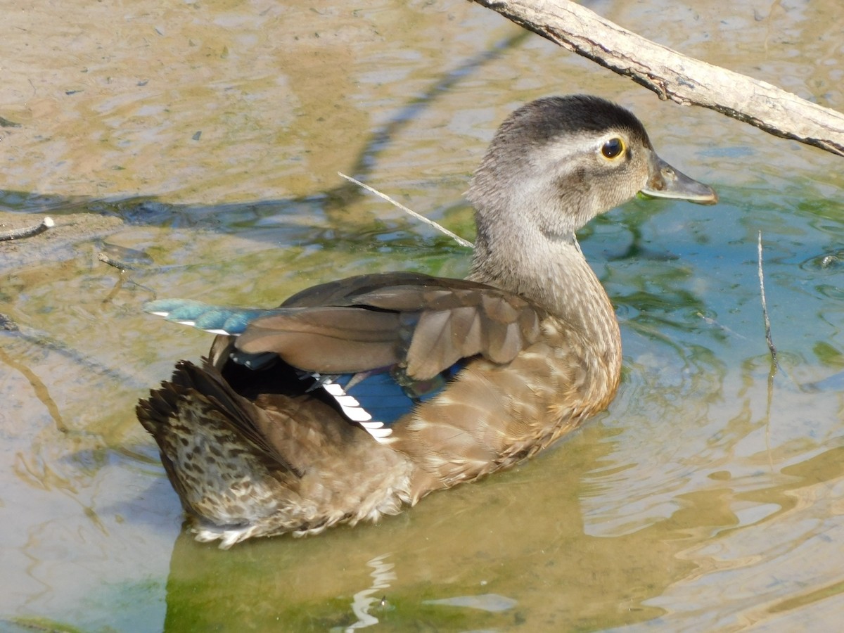 Wood Duck - ML620340130