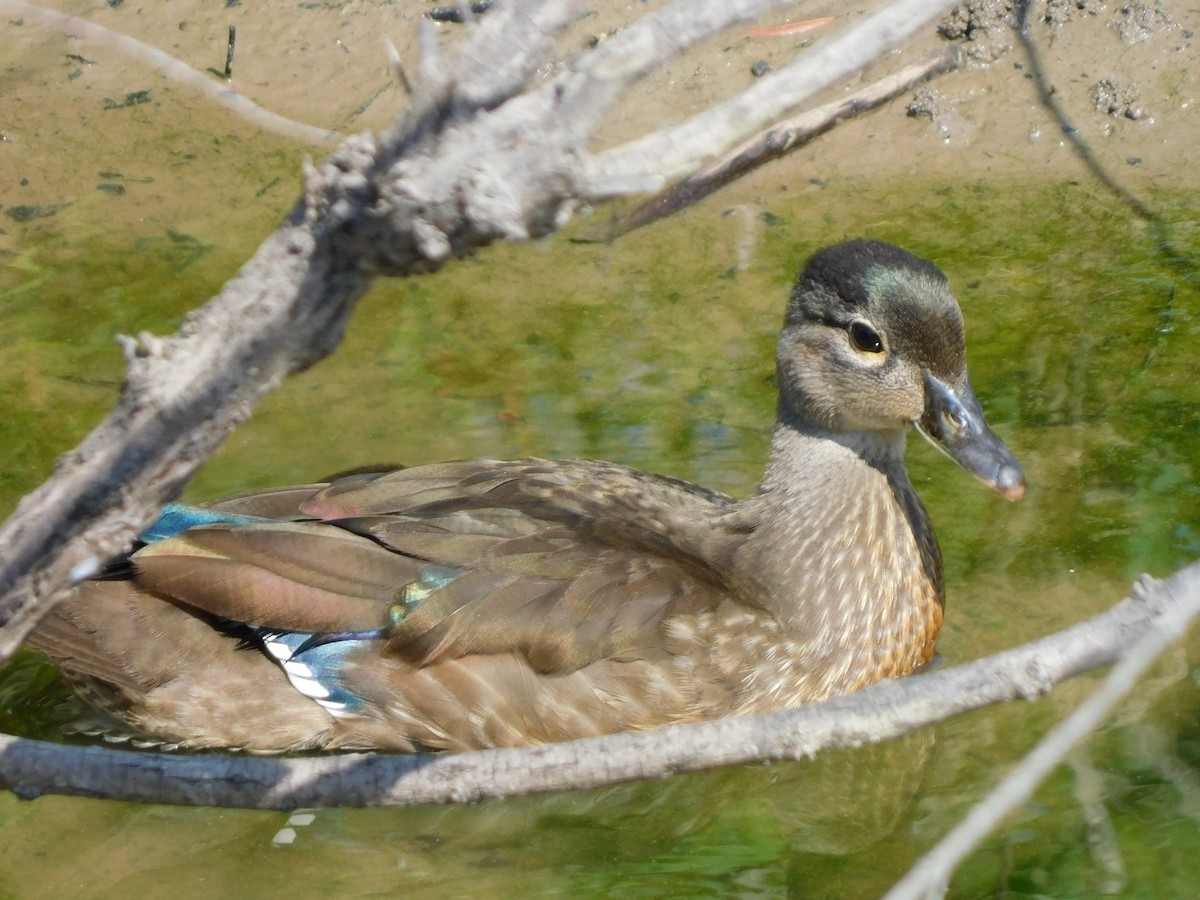 Wood Duck - ML620340131