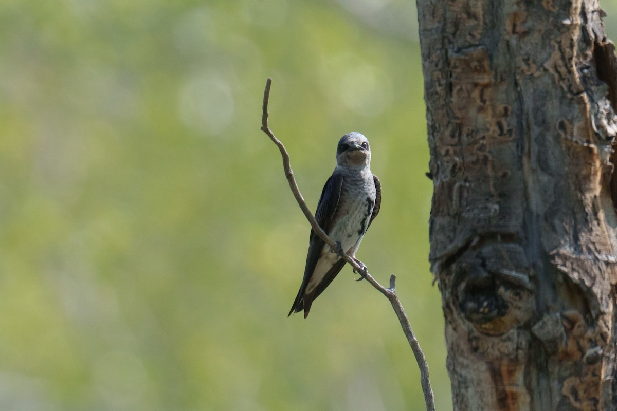 Purple Martin - ML620340132