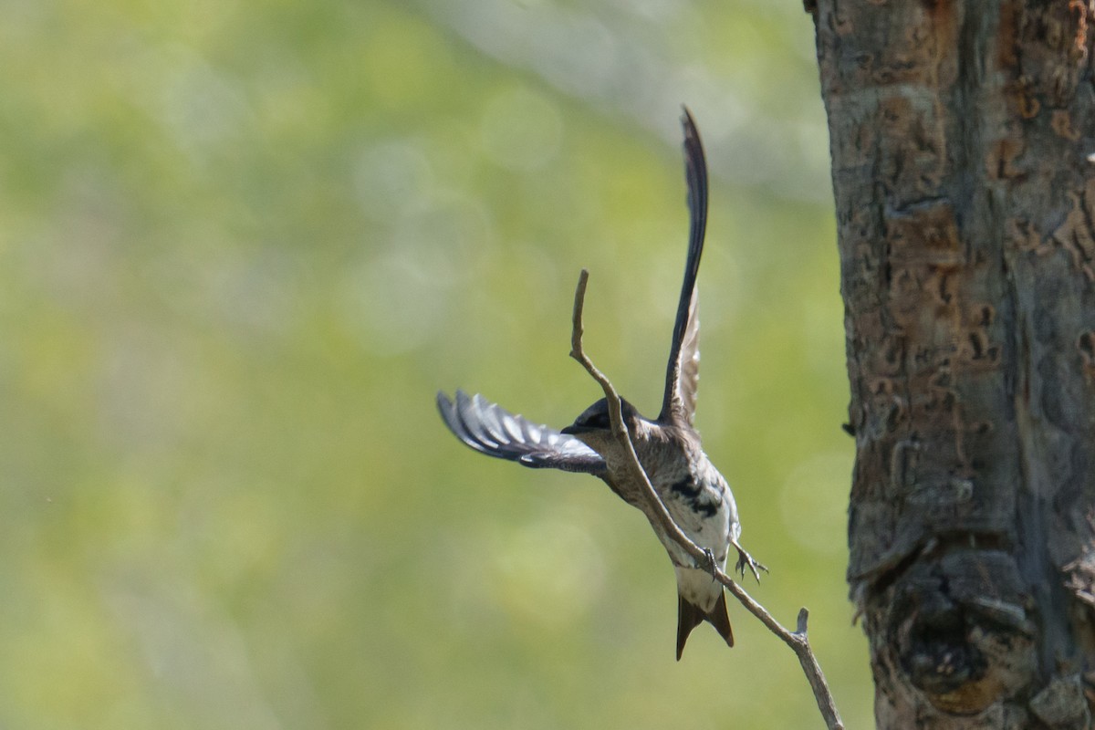 Purple Martin - ML620340133