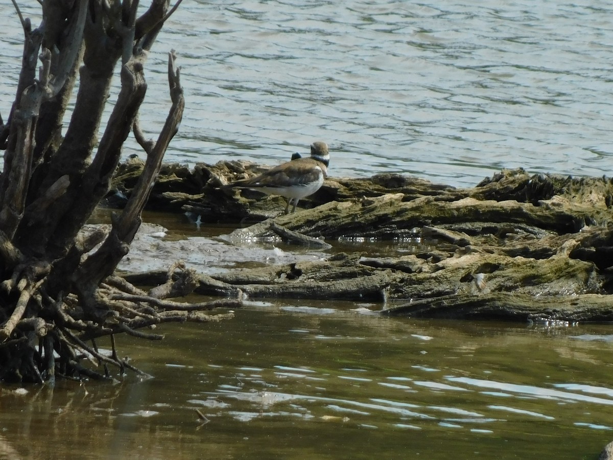 Killdeer - ML620340134