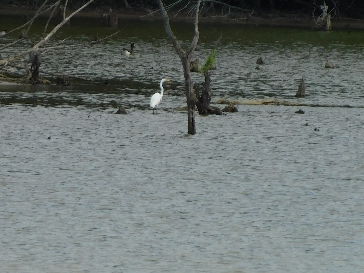 Great Egret - ML620340138