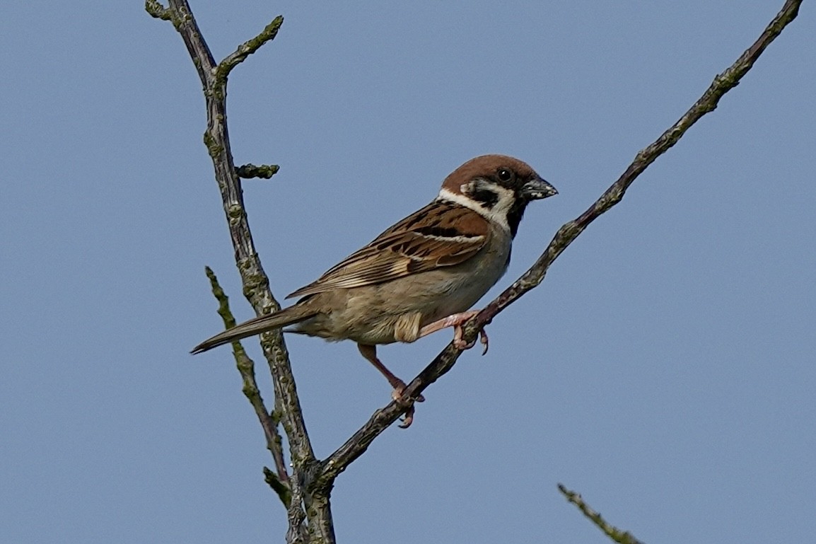 Eurasian Tree Sparrow - ML620340148