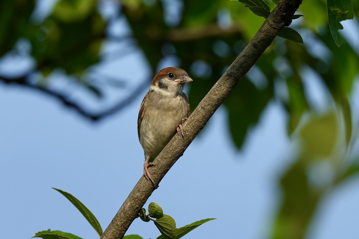 Eurasian Tree Sparrow - ML620340149