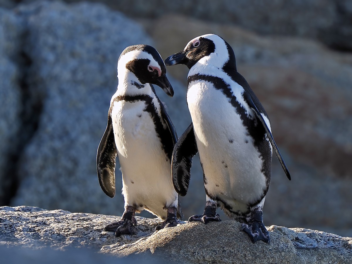 Pingüino de El Cabo - ML620340151
