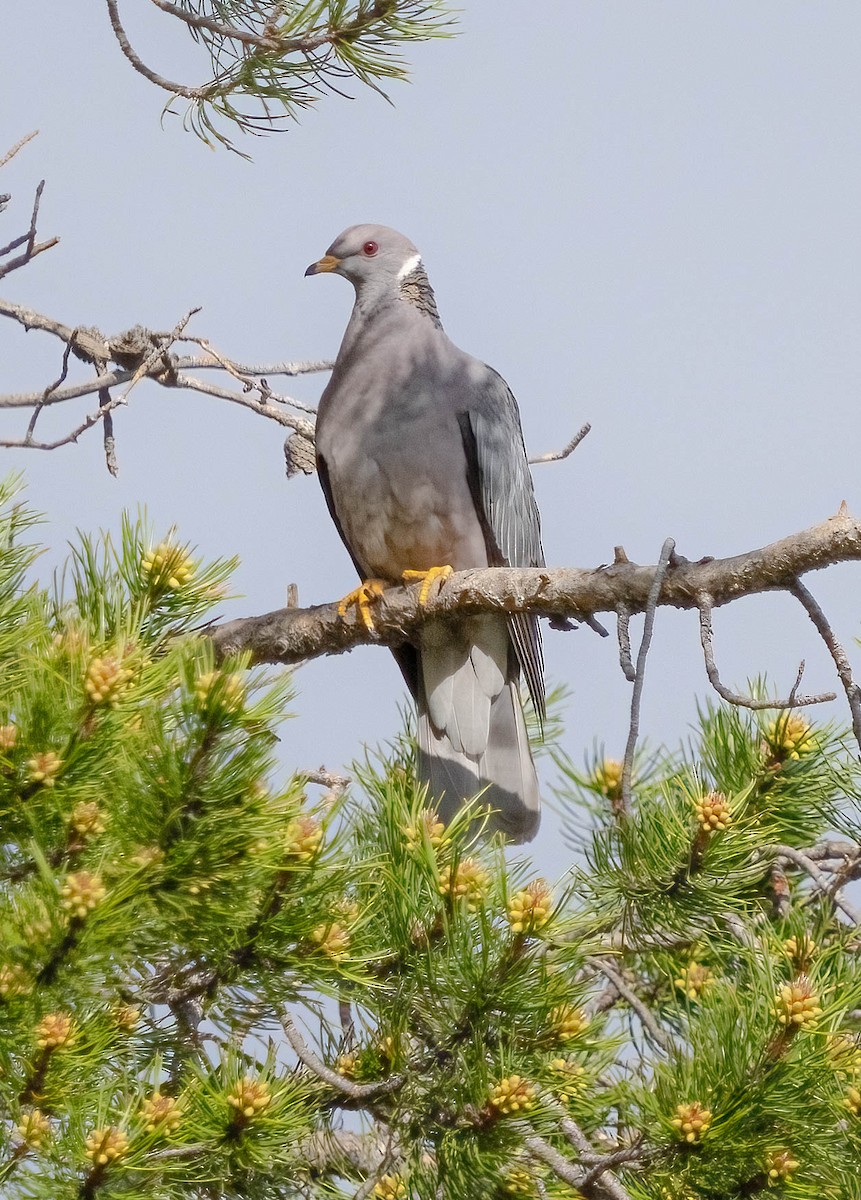 Band-tailed Pigeon - ML620340157