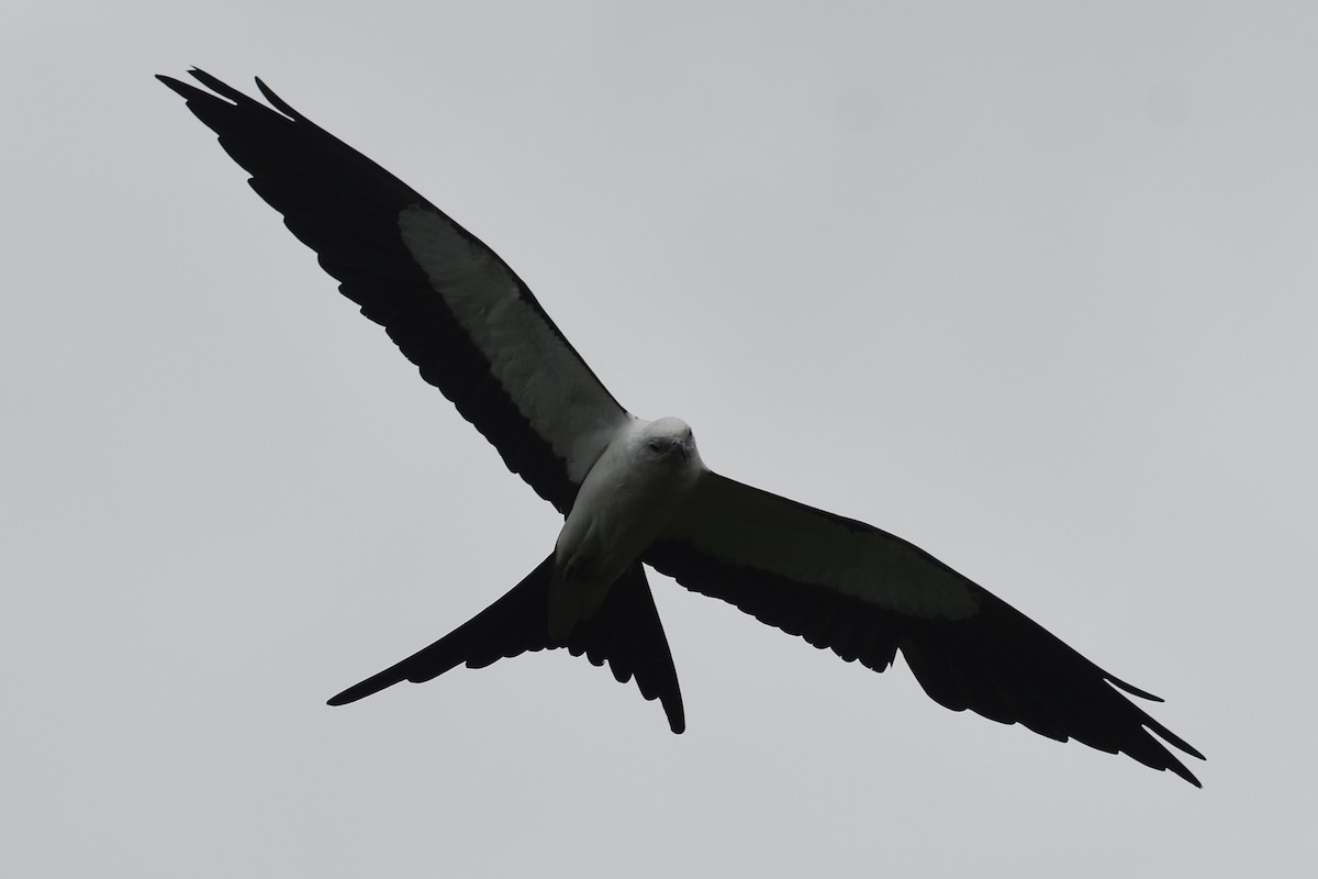 Swallow-tailed Kite - ML620340158