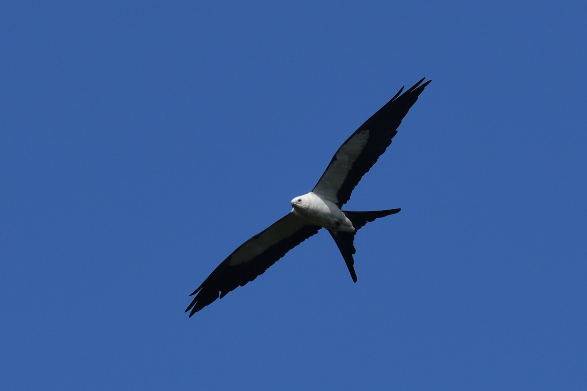 Swallow-tailed Kite - ML620340165