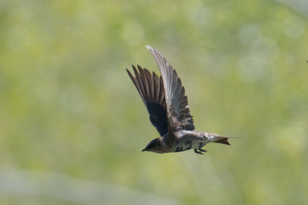 Purple Martin - ML620340167