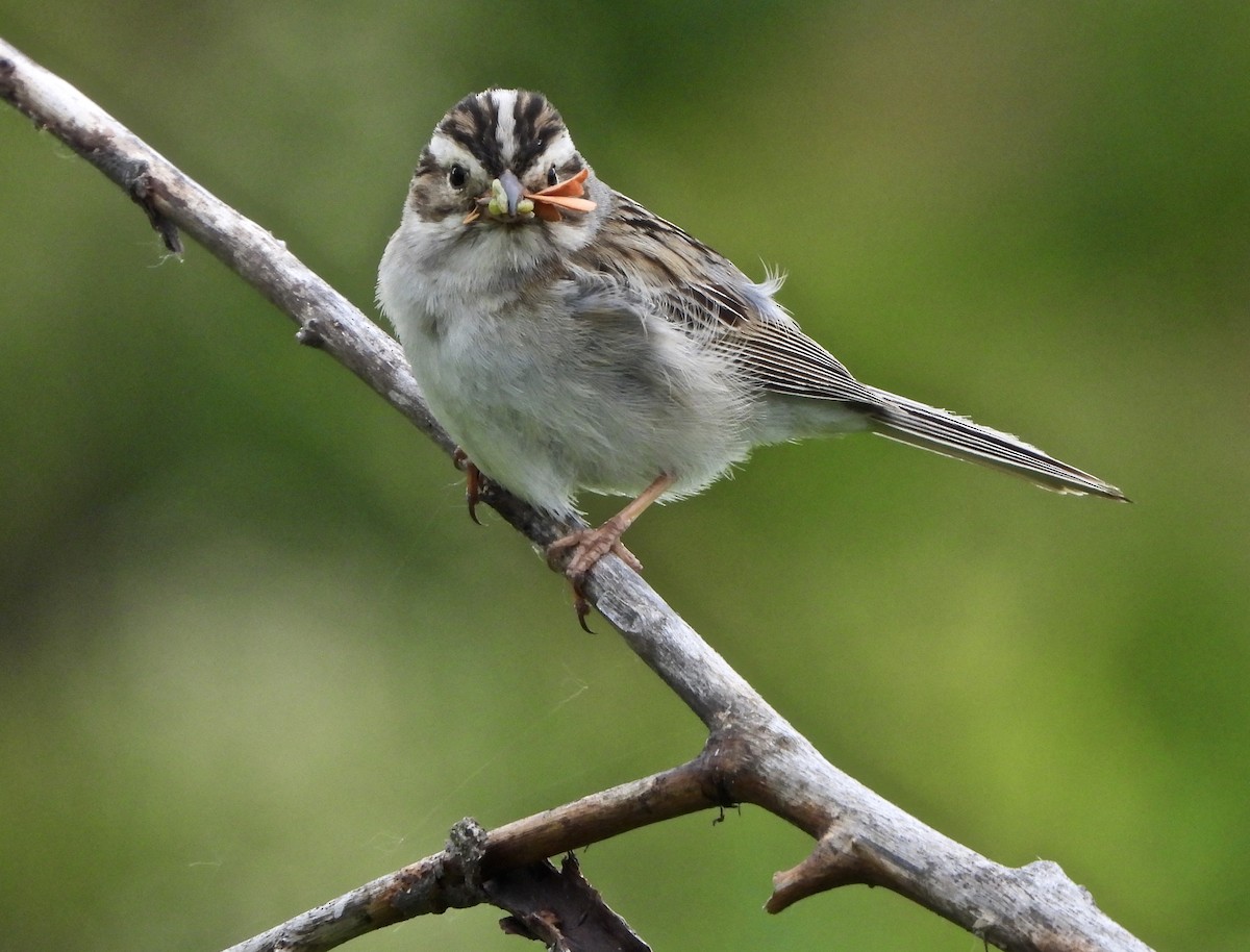 Clay-colored Sparrow - ML620340169
