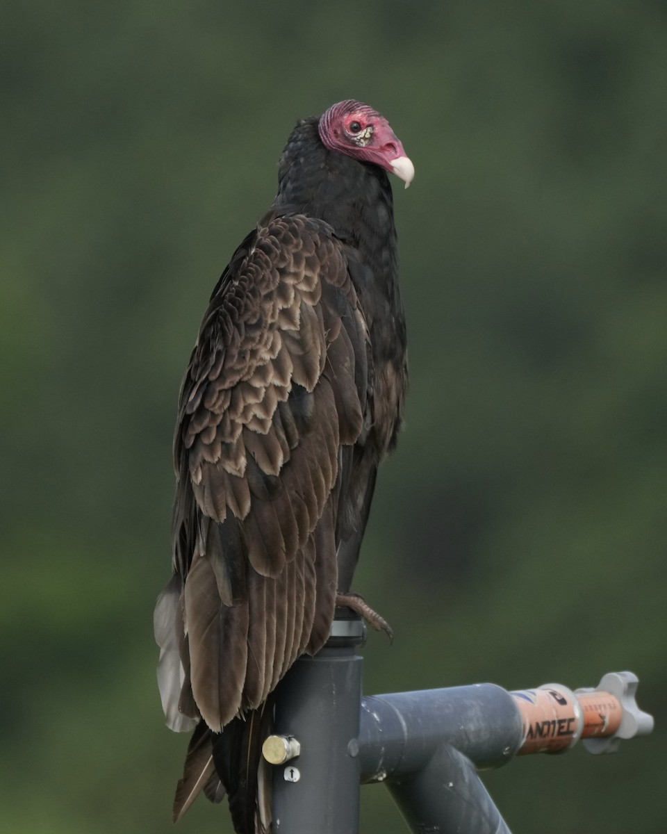 Turkey Vulture - ML620340172