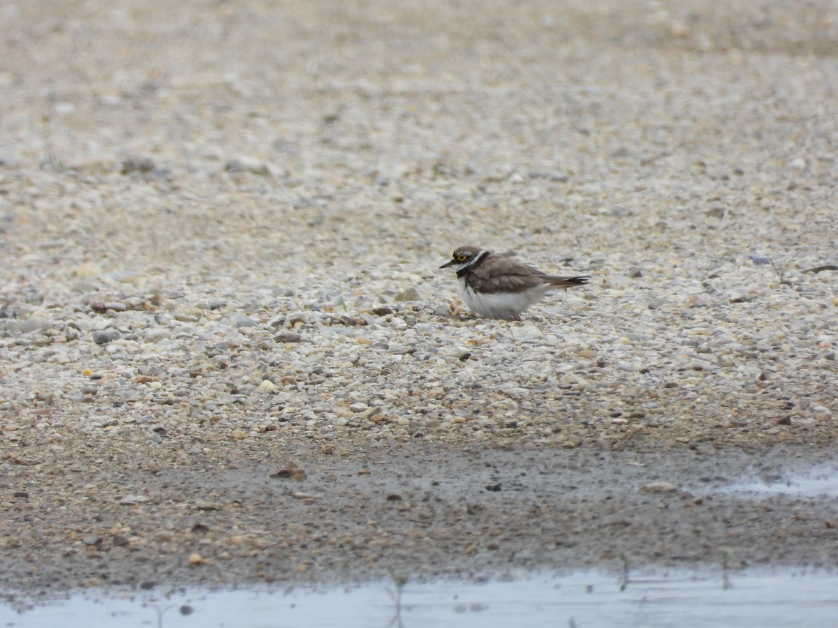 Little Ringed Plover - ML620340173