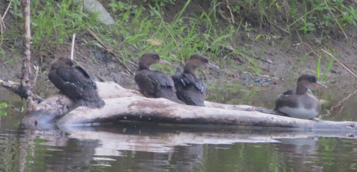 Hooded Merganser - ML620340174