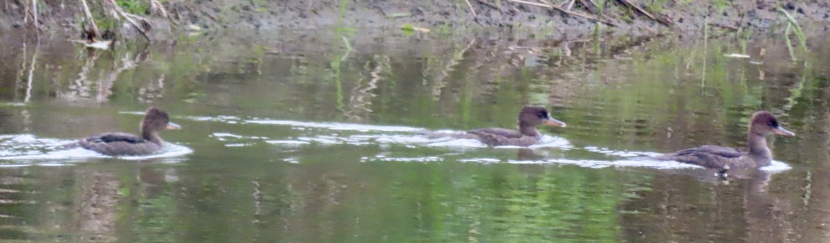 Hooded Merganser - ML620340176