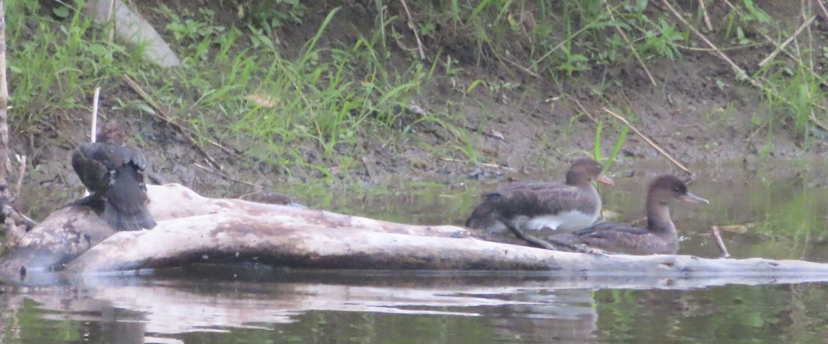 Hooded Merganser - ML620340177