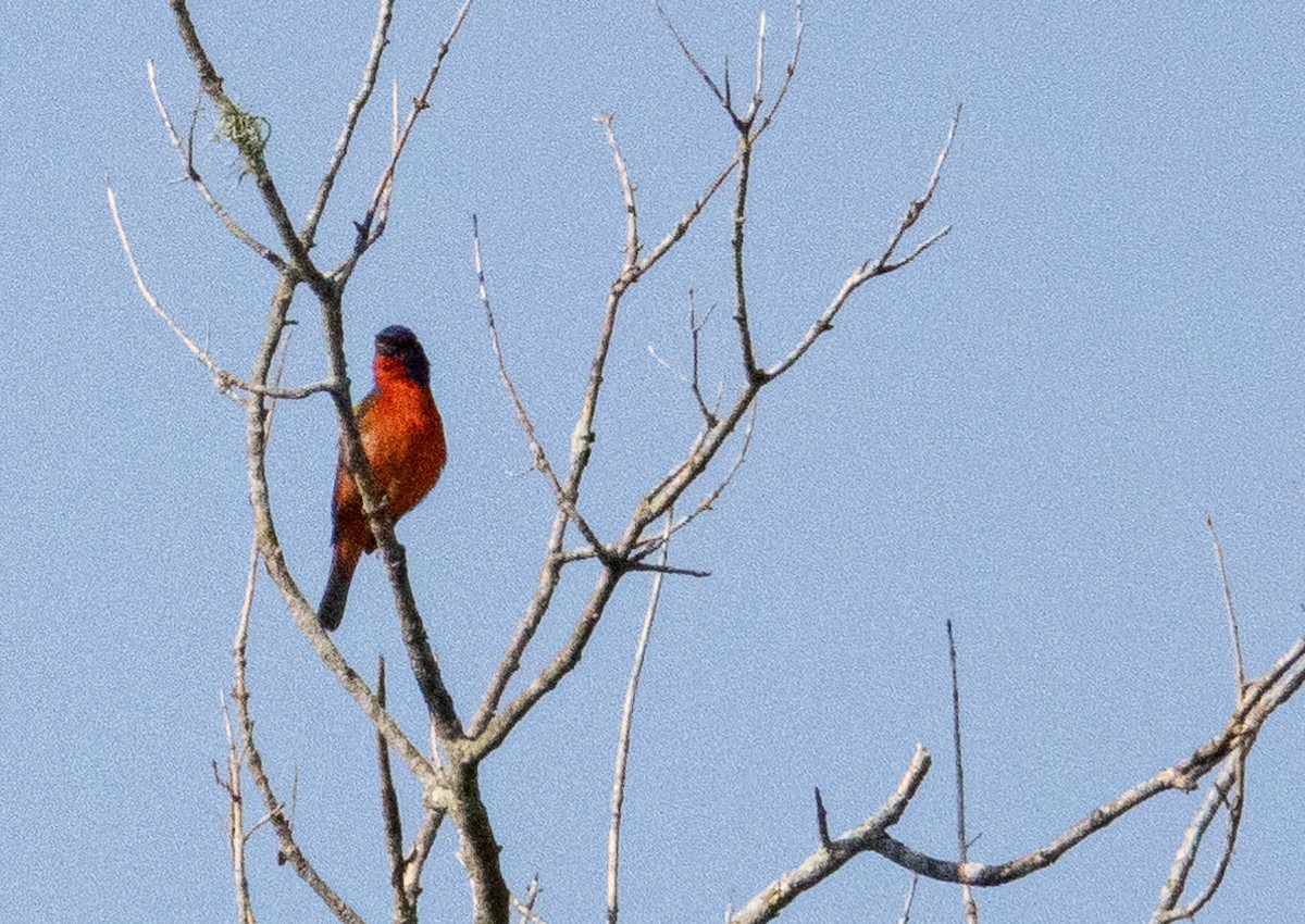Painted Bunting - ML620340183