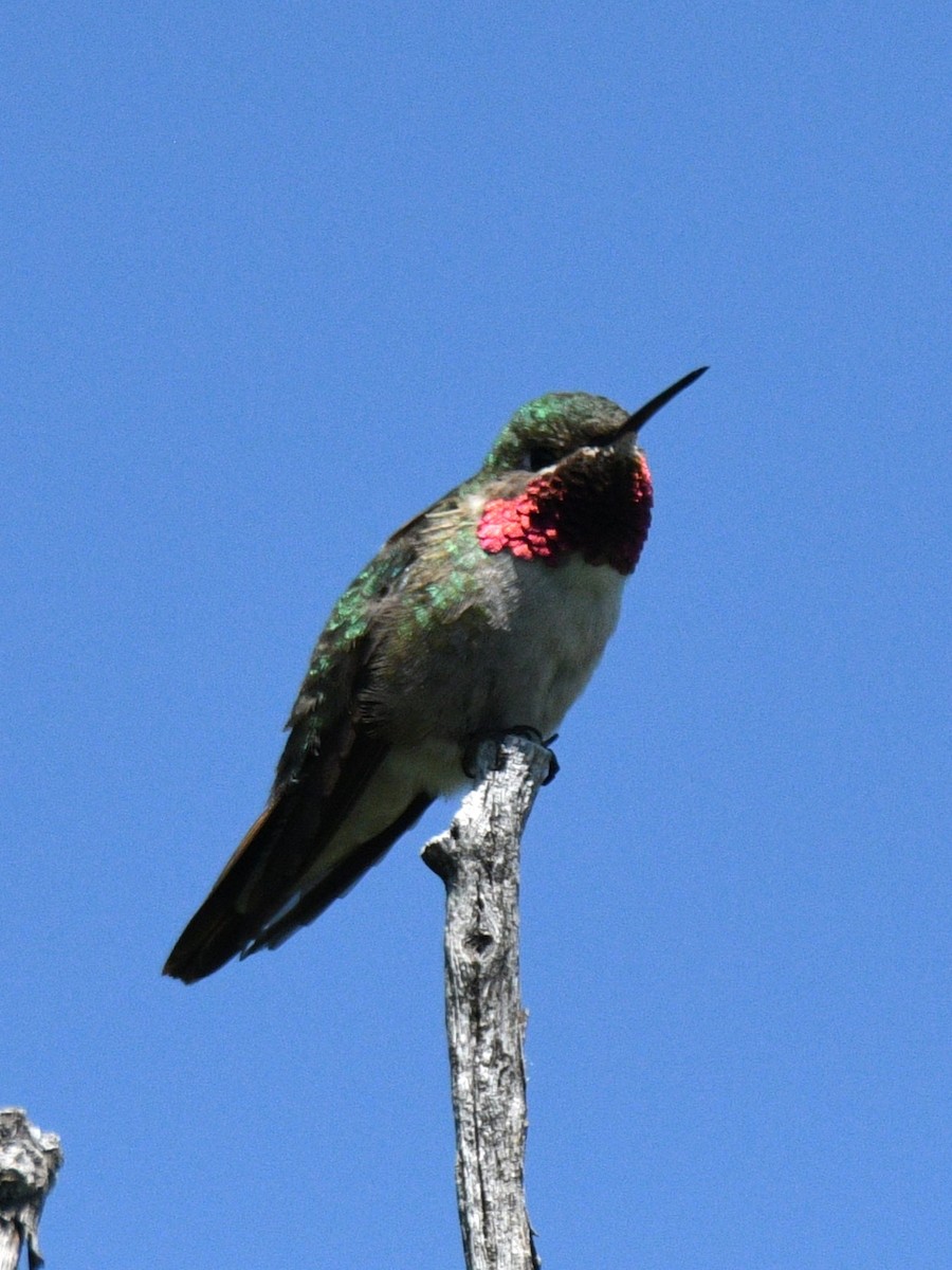 Broad-tailed Hummingbird - ML620340188