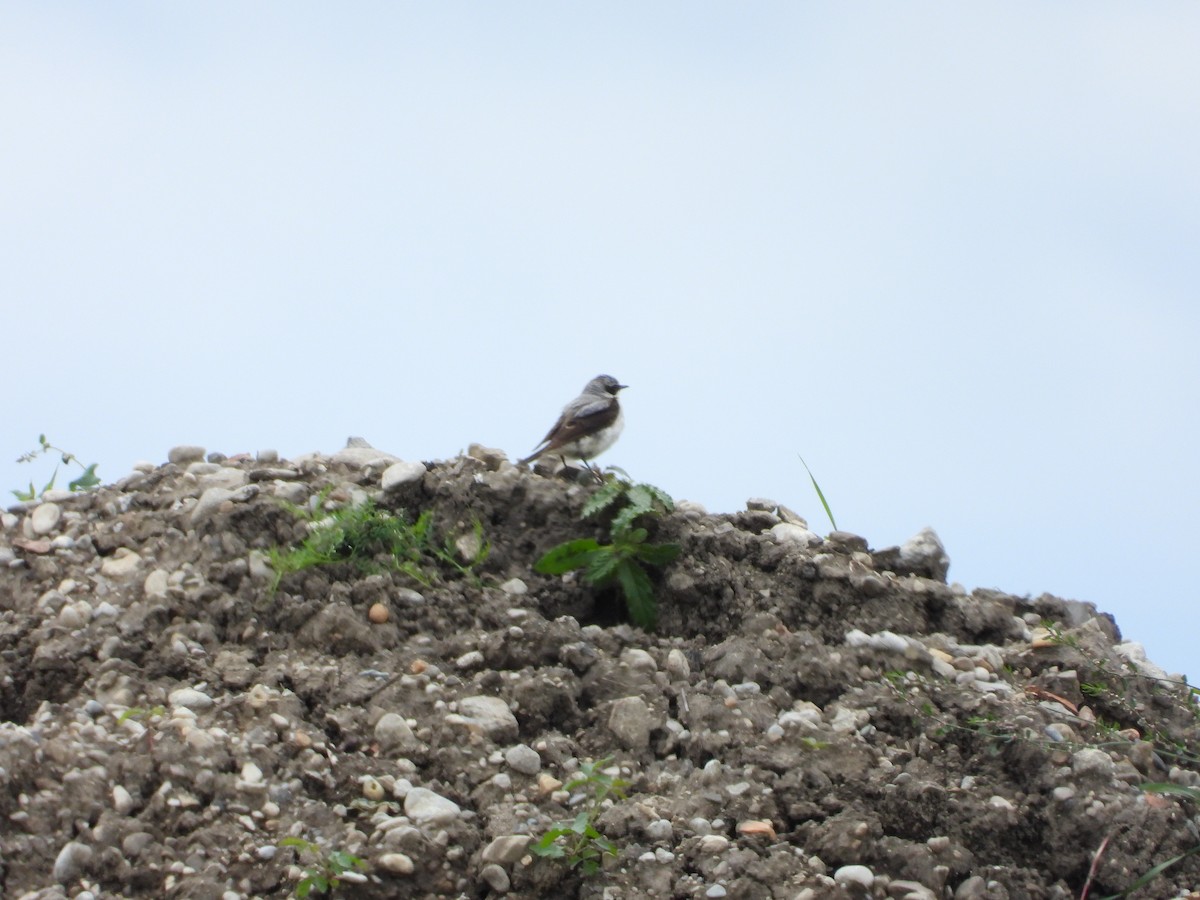 Northern Wheatear - ML620340201