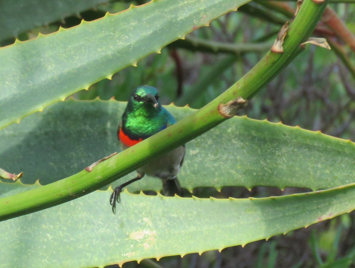 Southern Double-collared Sunbird - ML620340207