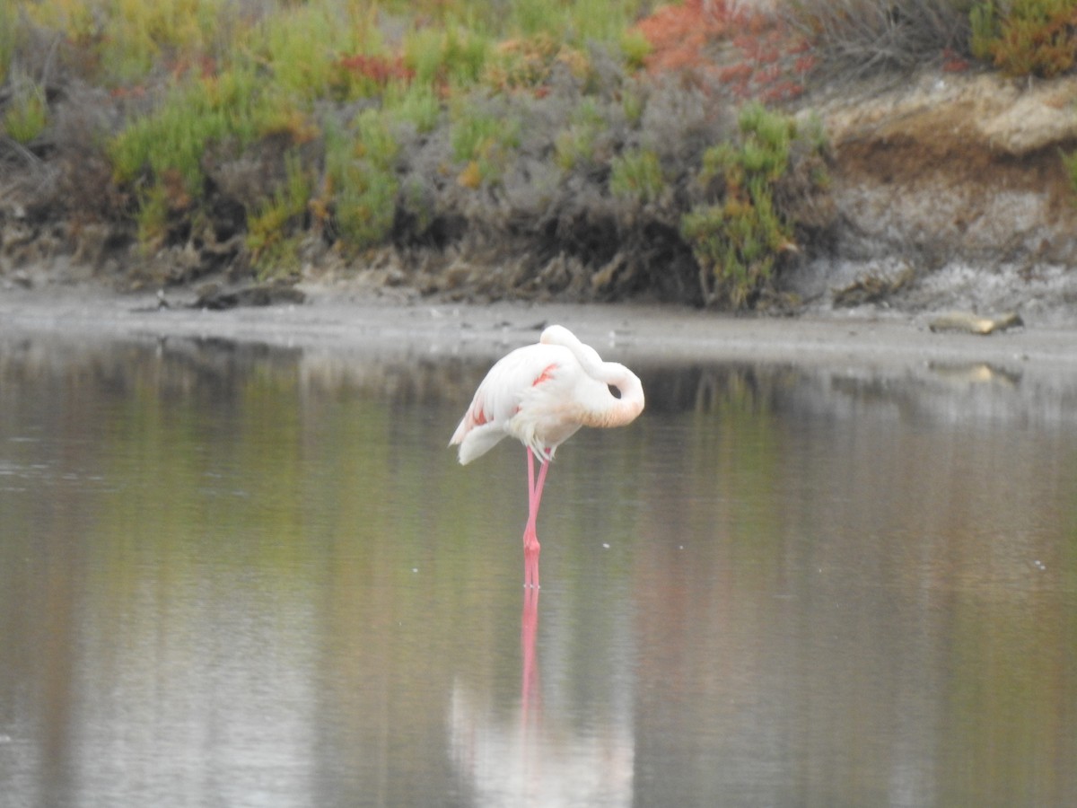 Greater Flamingo - João Tiago Ribeiro