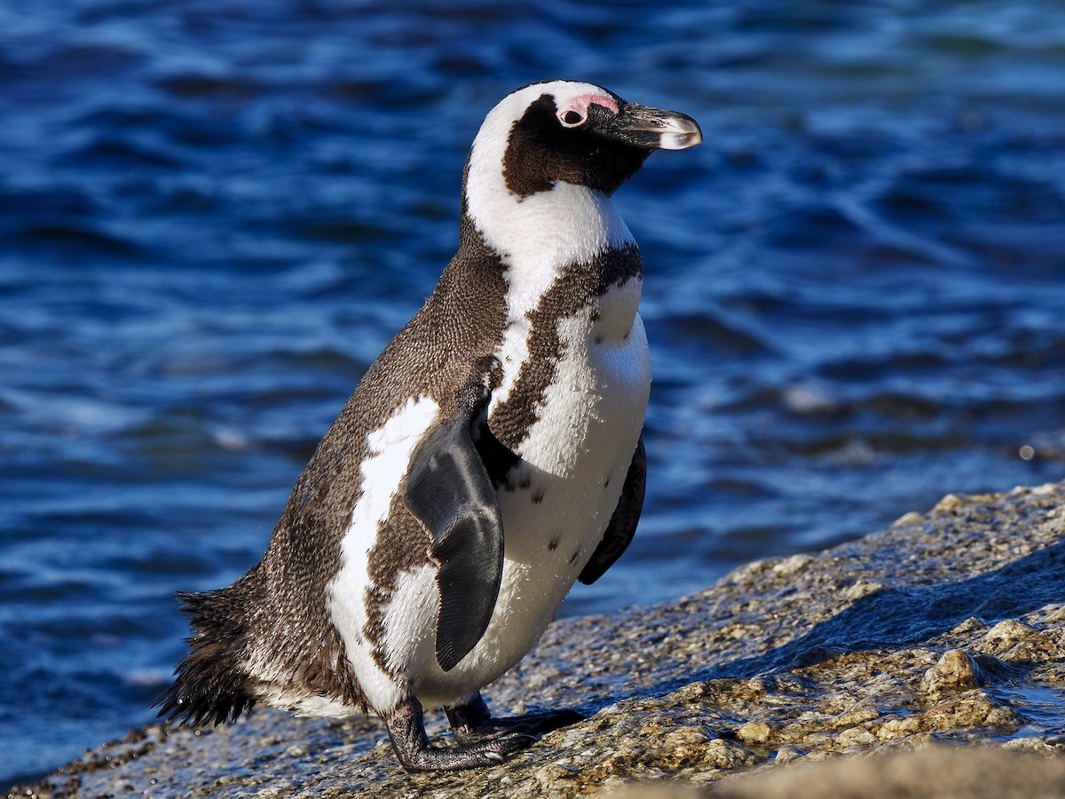 Pingüino de El Cabo - ML620340215