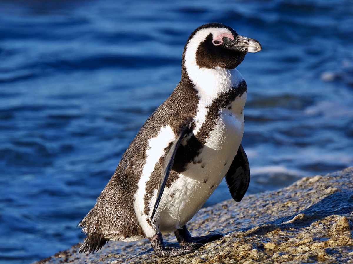 Pingüino de El Cabo - ML620340216