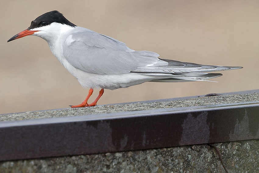 Common Tern - ML620340221