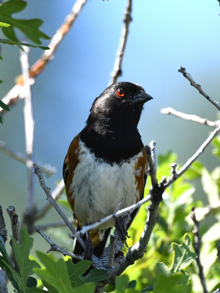 Spotted Towhee - ML620340227