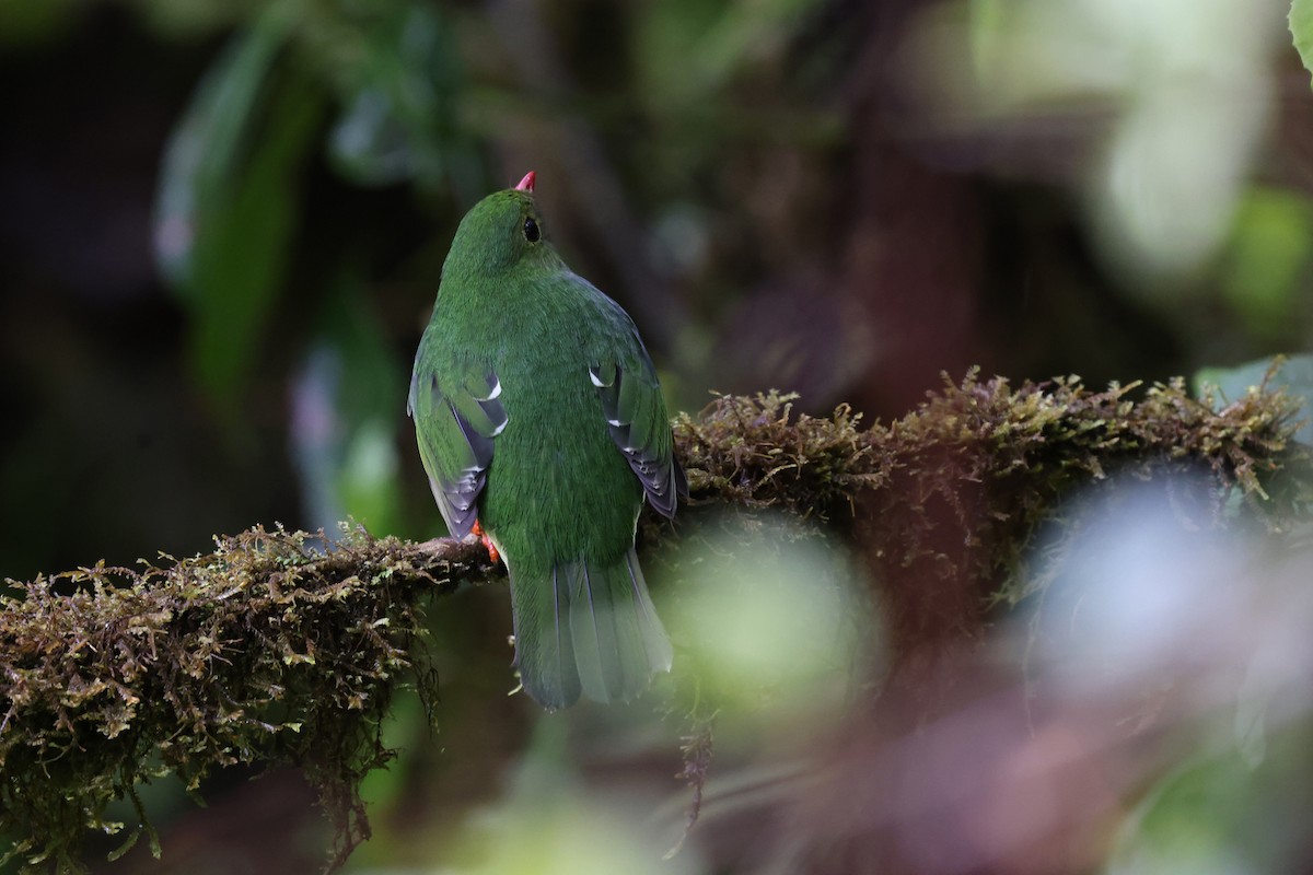 Green-and-black Fruiteater - ML620340235